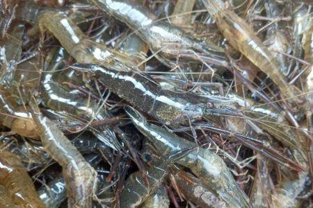 宝坻大虾是淡水虾还是海水虾
