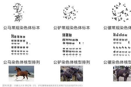 食马之道跟御马之道的异同