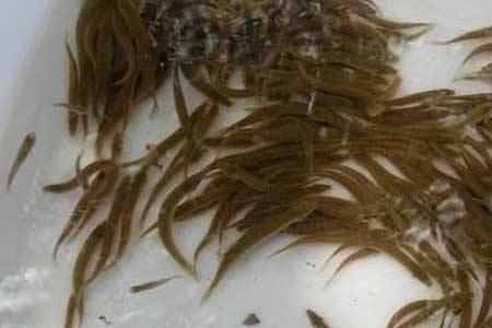 泥鳅尾巴断了还能长出来吗