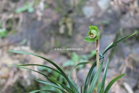 春兰神荷来历
