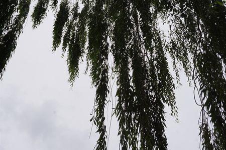 柳字拆开怎么念