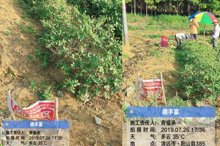 花生喷几次芸苔素最好