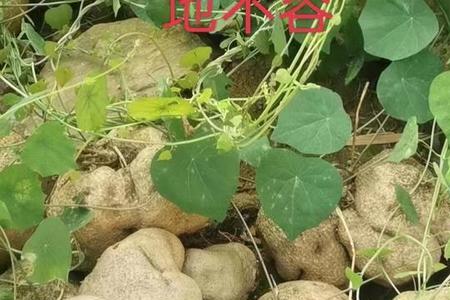 山乌龟生虫吗