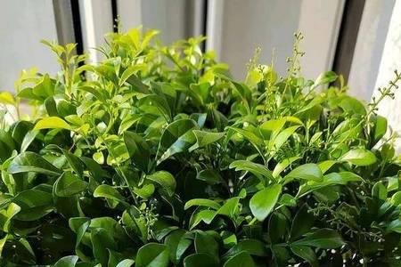 米兰春天几月份开始发芽长叶