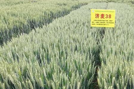 有孚一号小麦品种审定公告