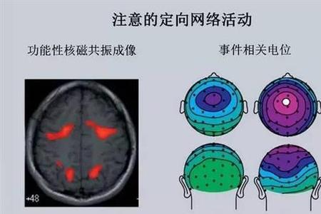 头脑简单四肢发达反义词