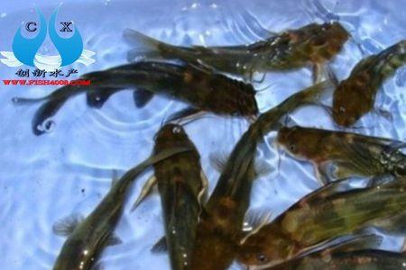 圆筒高密度养殖黄骨鱼靠谱吗