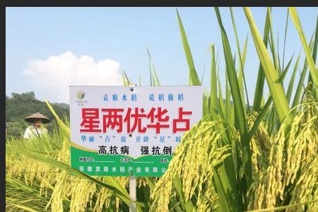 安徽最好杂交水稻品种