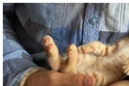 刚生完崽的猫一直呼噜