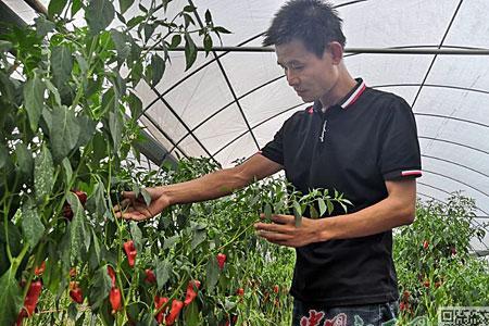 山坑田能种辣椒吗