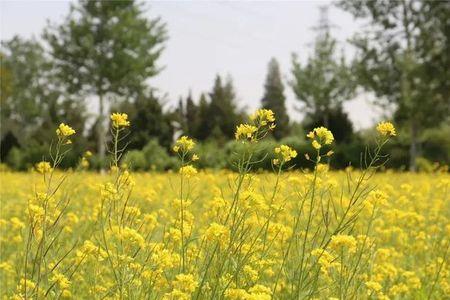 金黄的油菜花像什么
