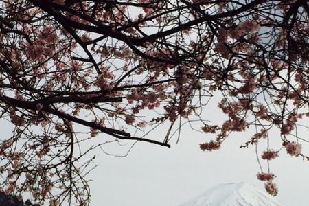 富士山的最后一朵樱花何时凋落