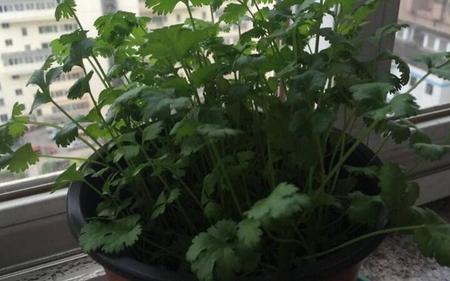 刚种的香菜怎么浇水