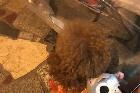 泰迪丢了找回来的办法