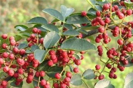 3月份花椒打什么农药好