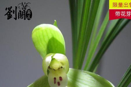 龙字兰花为什么那么便宜