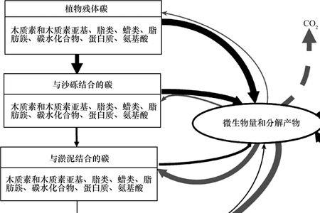 什么是有机碳