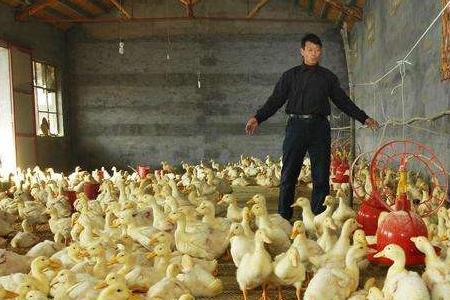 为什么今年生鸭会涨价