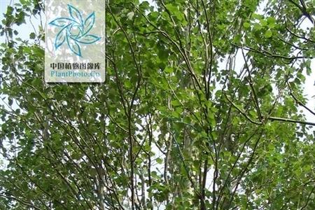胸径和厘米换算