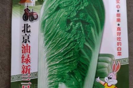 油绿三号白菜多少天定植