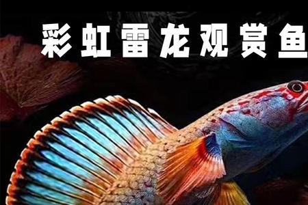彩虹雷龙一年能长多大