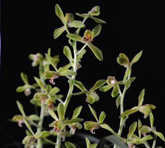 一品冠冬天开花后怎样管理