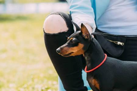 鹿犬和迷你杜宾哪个贵