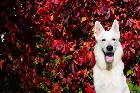 瑞士牧羊犬怎么分辨纯种