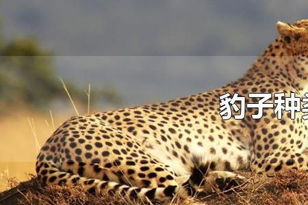 豹子身体有多长