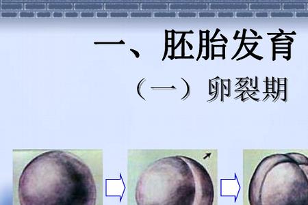 生物个体发育的实质