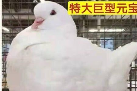 公鸽子一直追母鸽啄是什么原因