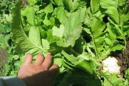 河南头伏都能种啥菜