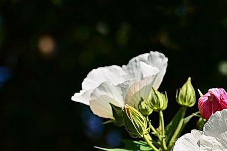 木芙蓉冬天落叶吗