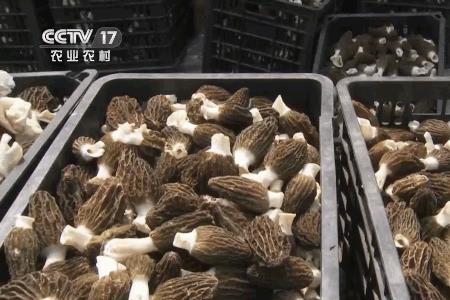 蘑菇一亩产多少斤