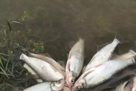 泥鳅放风筝钓法