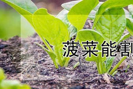 割菠菜是什么意思