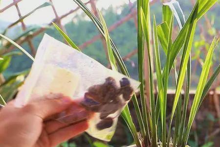 裸根金钻怎么入盆
