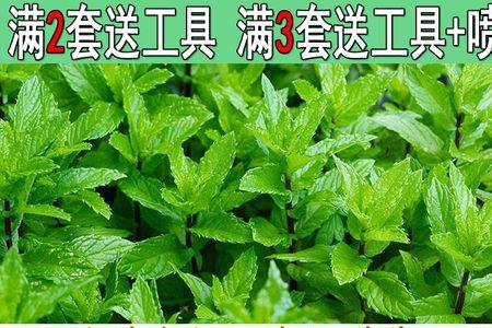 薄荷种子刚摘下来可以种吗