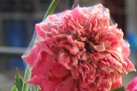 茉莉花和月季可能拿来供佛