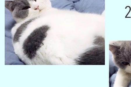 蓝白公猫和母猫体型的区别