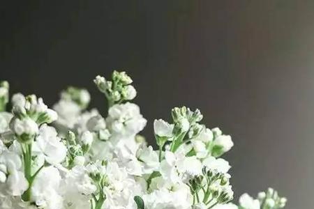 亲爱的白寓意