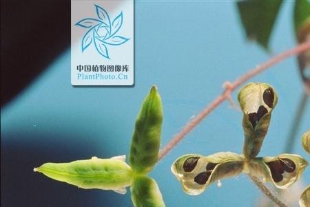 天葵期什么意思