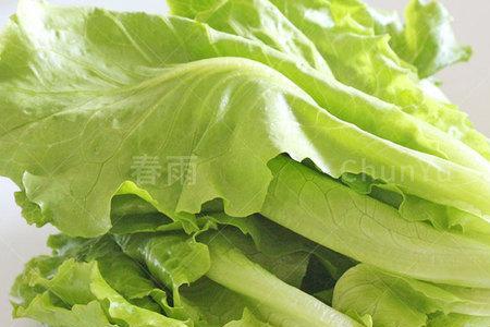 生菜种子几天能吃