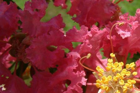 襄阳市市花