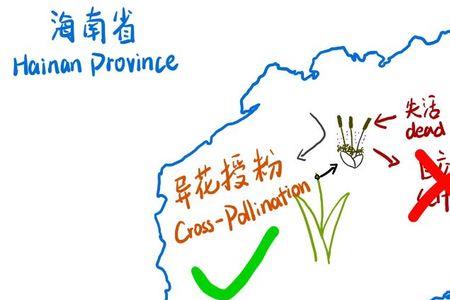 杂交水稻是嫁接得来的吗