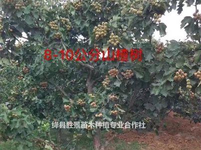 山茶树挖多久可以种