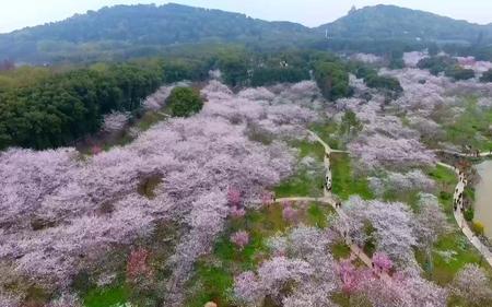 武汉东湖樱花园当天可进园吗