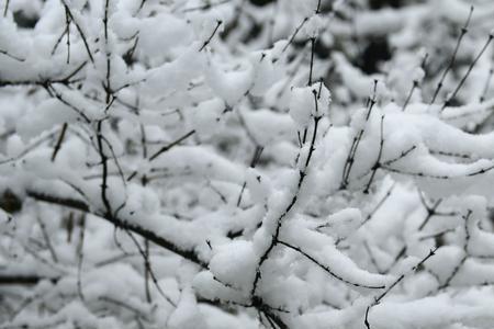 好雪知时节什么意思