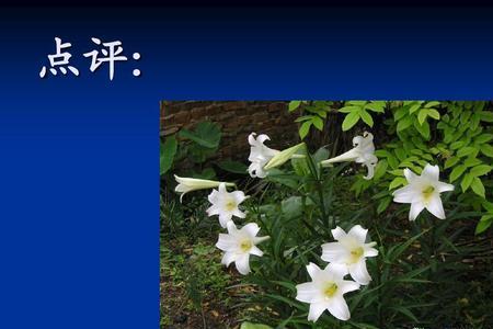 百合花茹志鹃中的成语