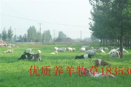 养牛牧草种子价格是多少